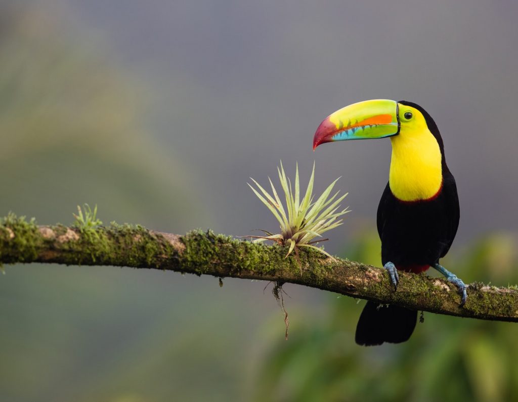Costa Rica, un país apto para el turismo de bienestar